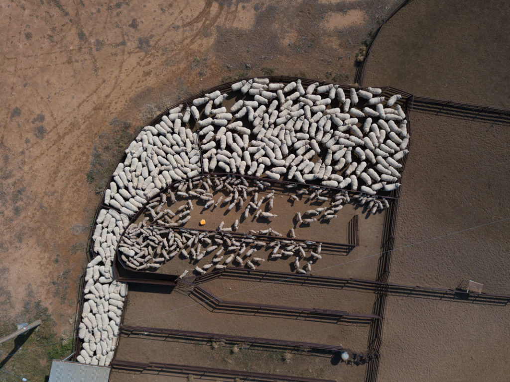 Birdseye view of sheep in yards being sorted for shearing
