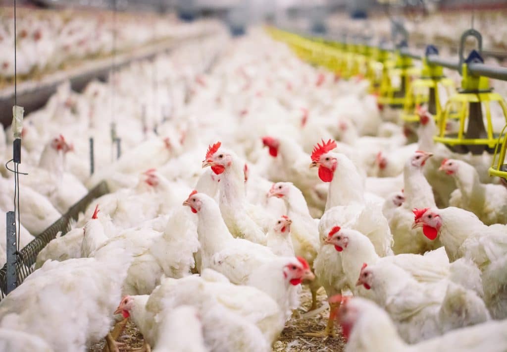 White chickens with red crests at indoor chicken farm