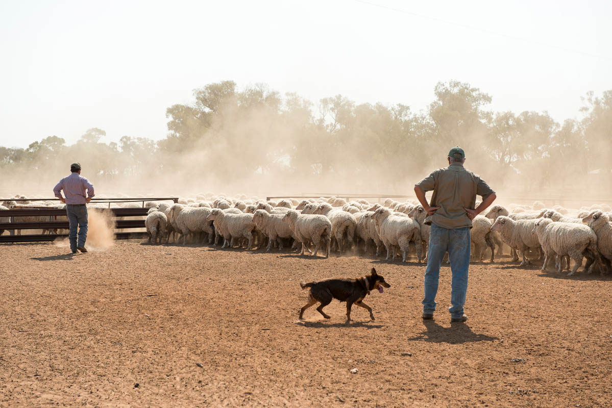 sheep in yards with two farmers and a dog